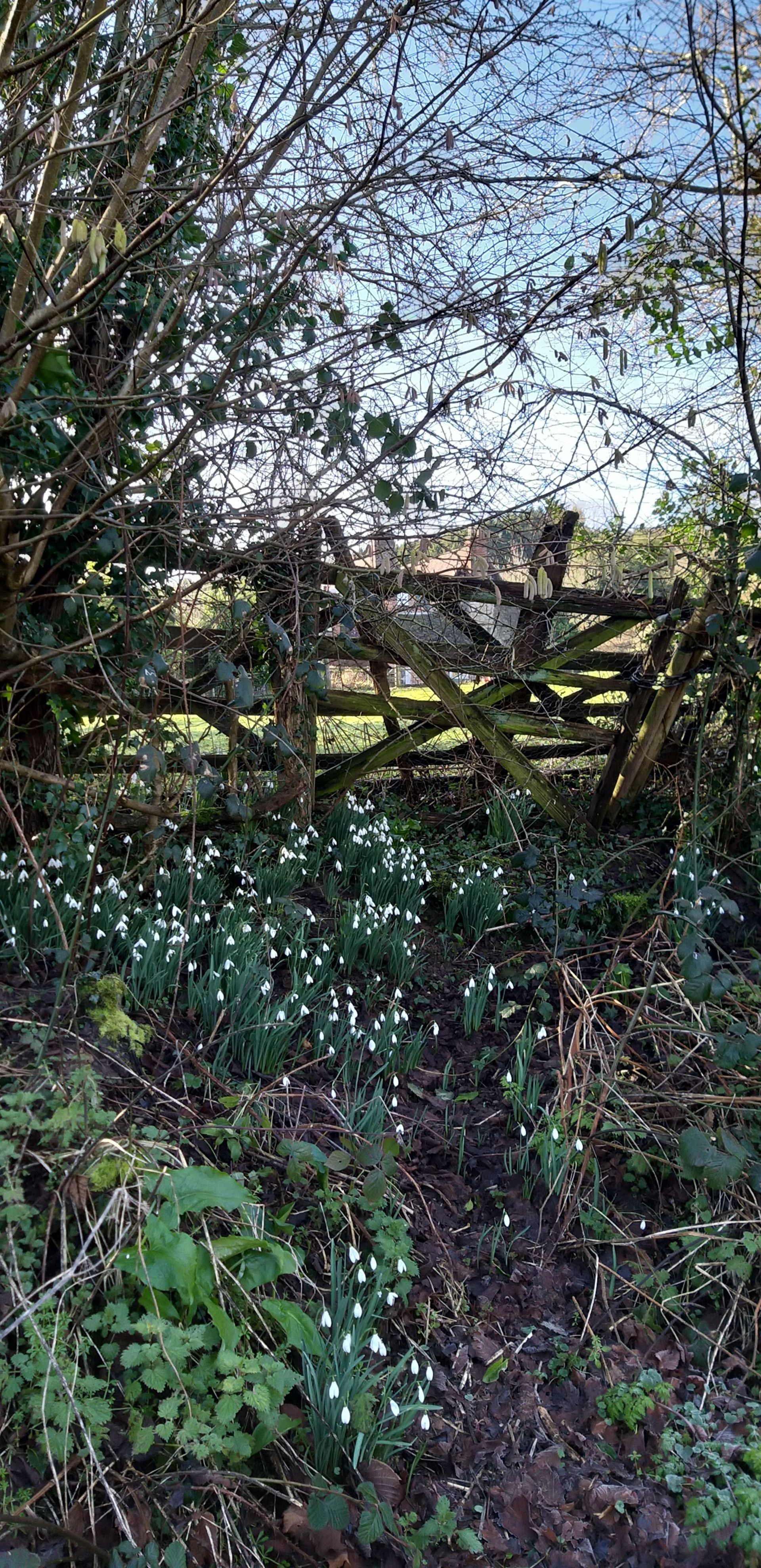 Snowdrops