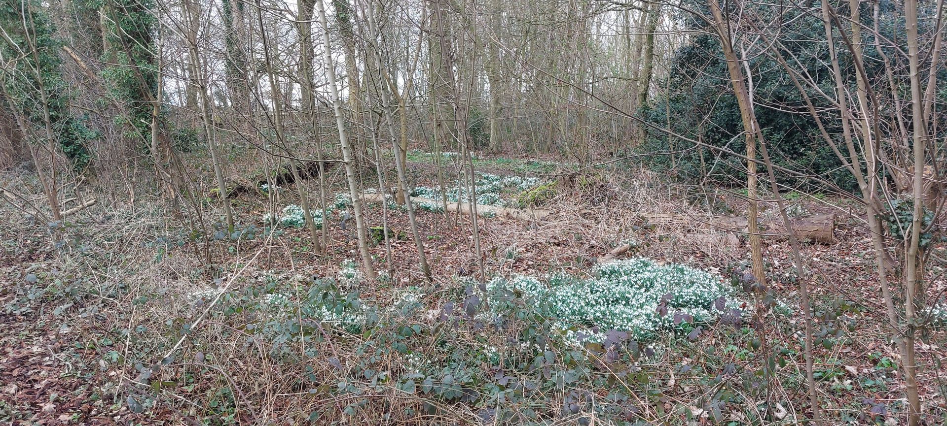 Snowdrops in High wood