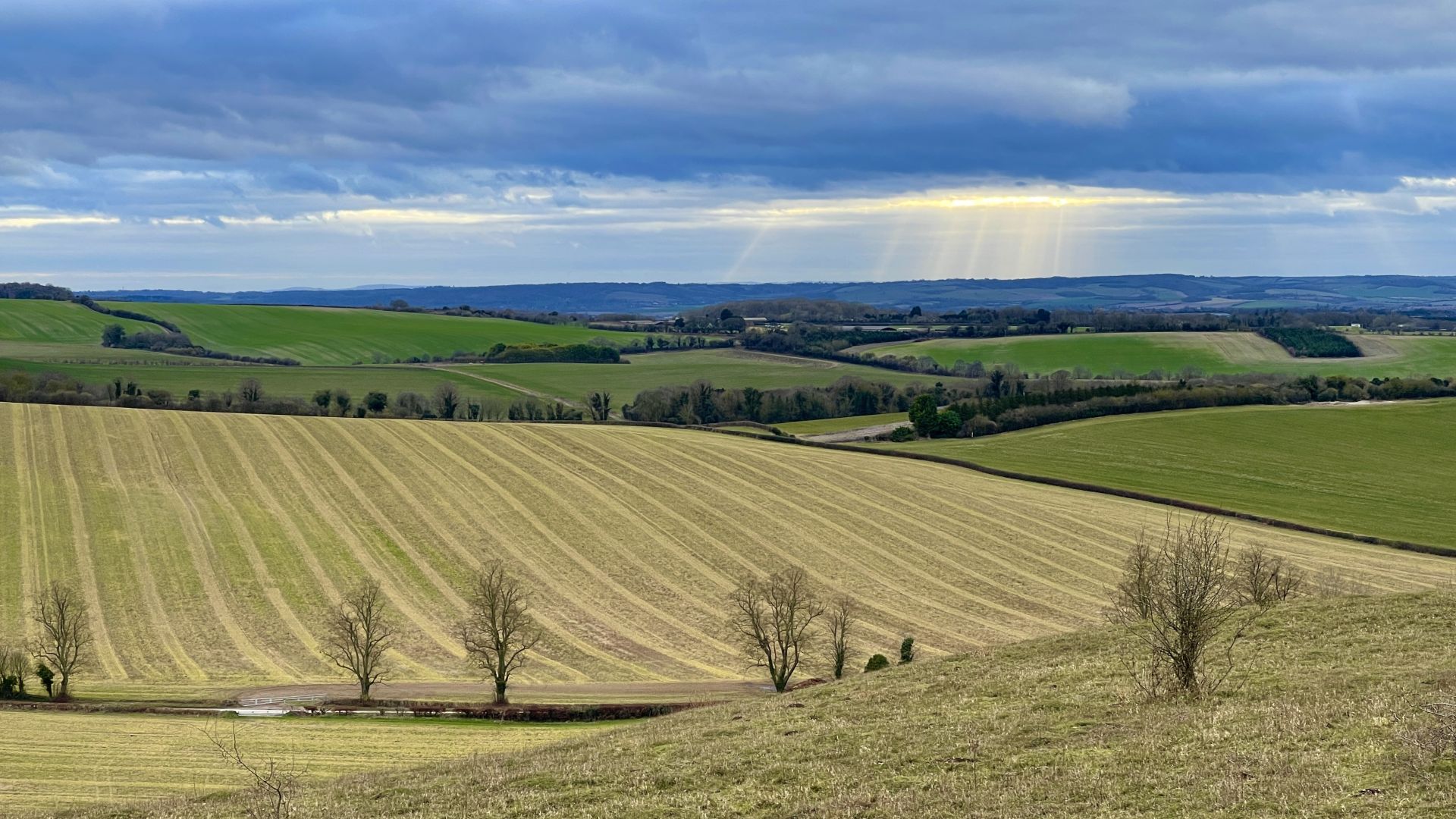 Swyncombe Downs