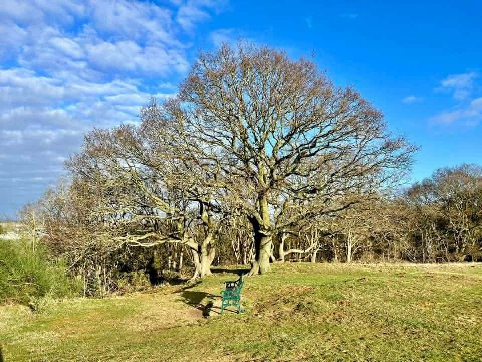 Oak trees and a bench on the ridge