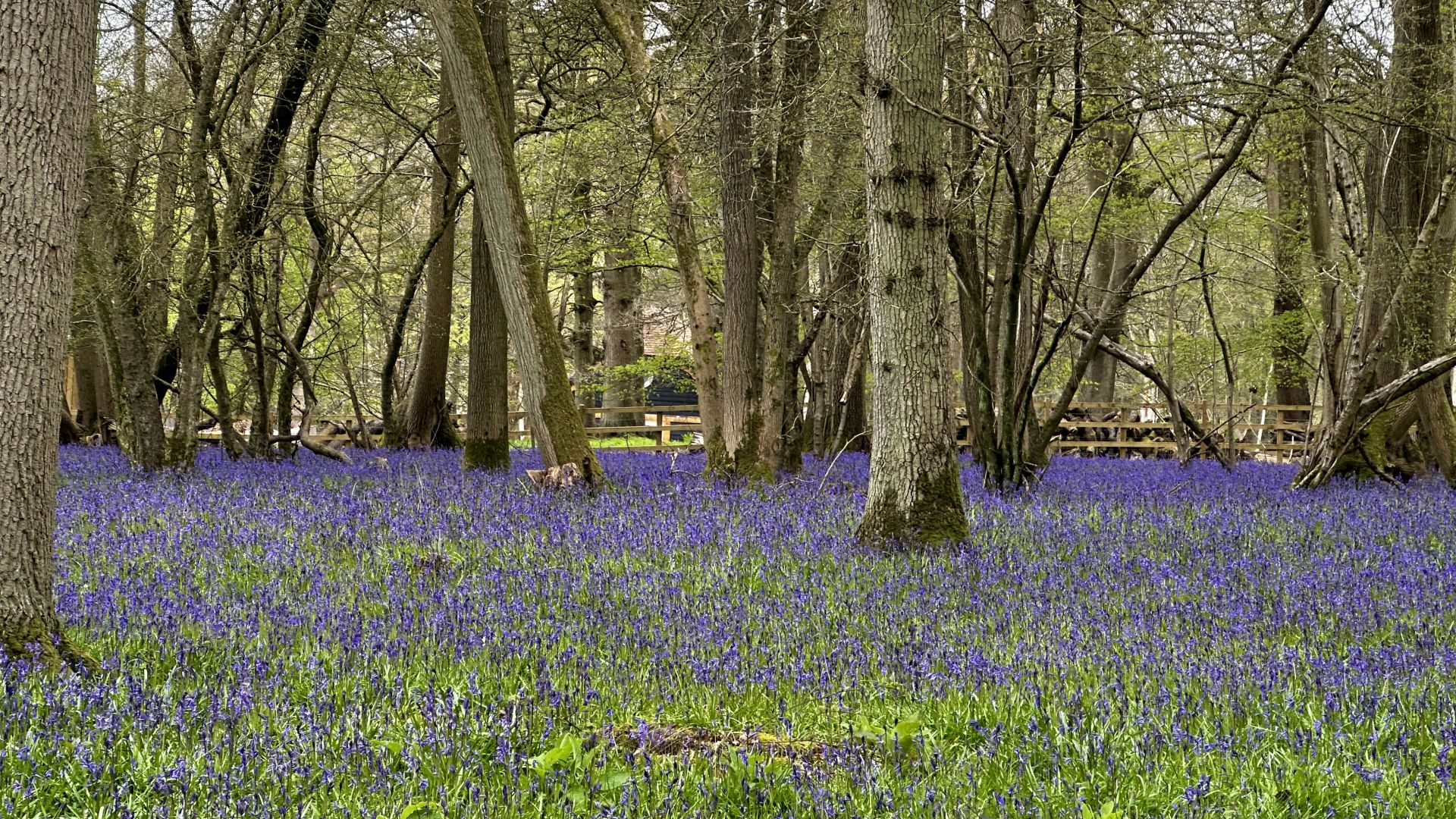 Bluebell Woods