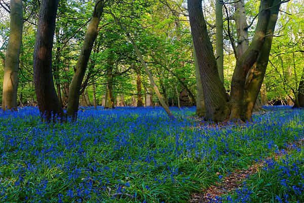 Aldbury Common Bluebells