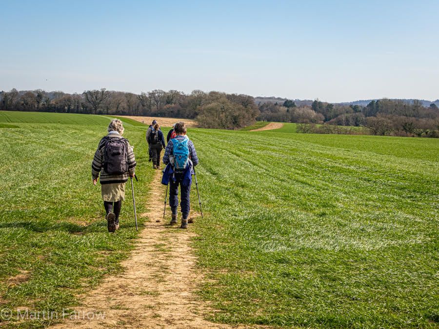 Ramblers walking across field in spring