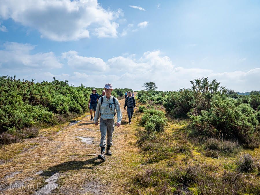 walk along track in New Forest