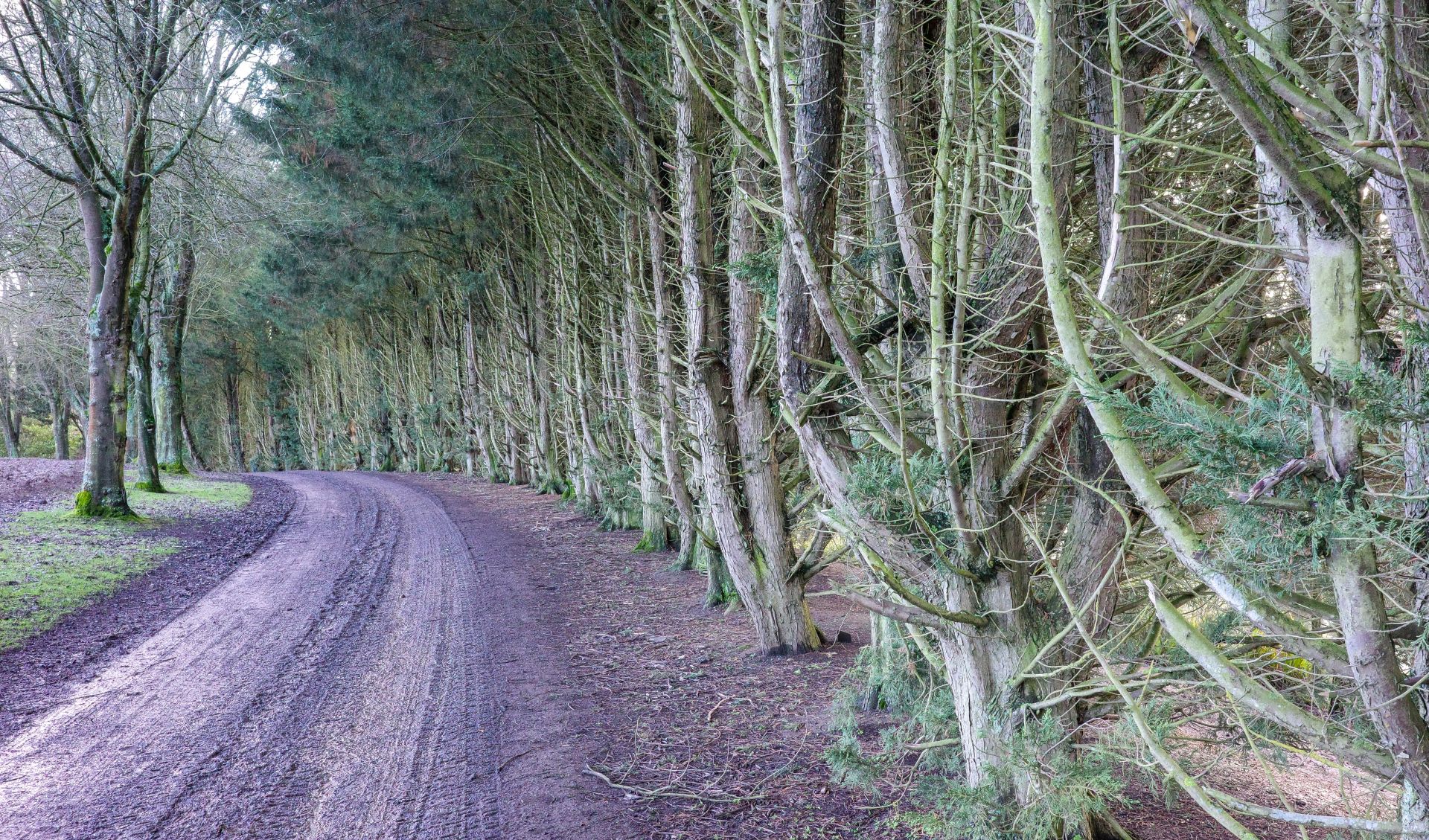 Trees near Standon Lodge Farm