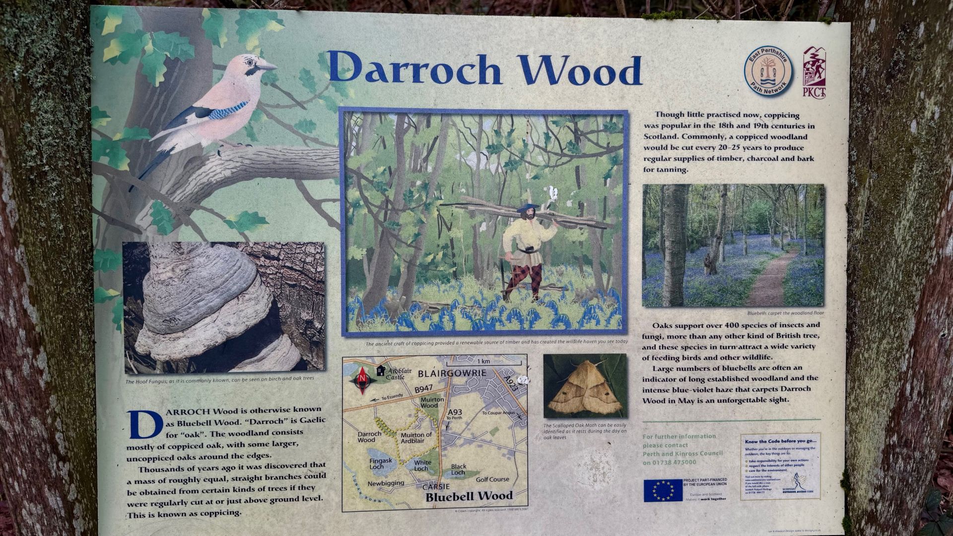 Darroch Wood 
