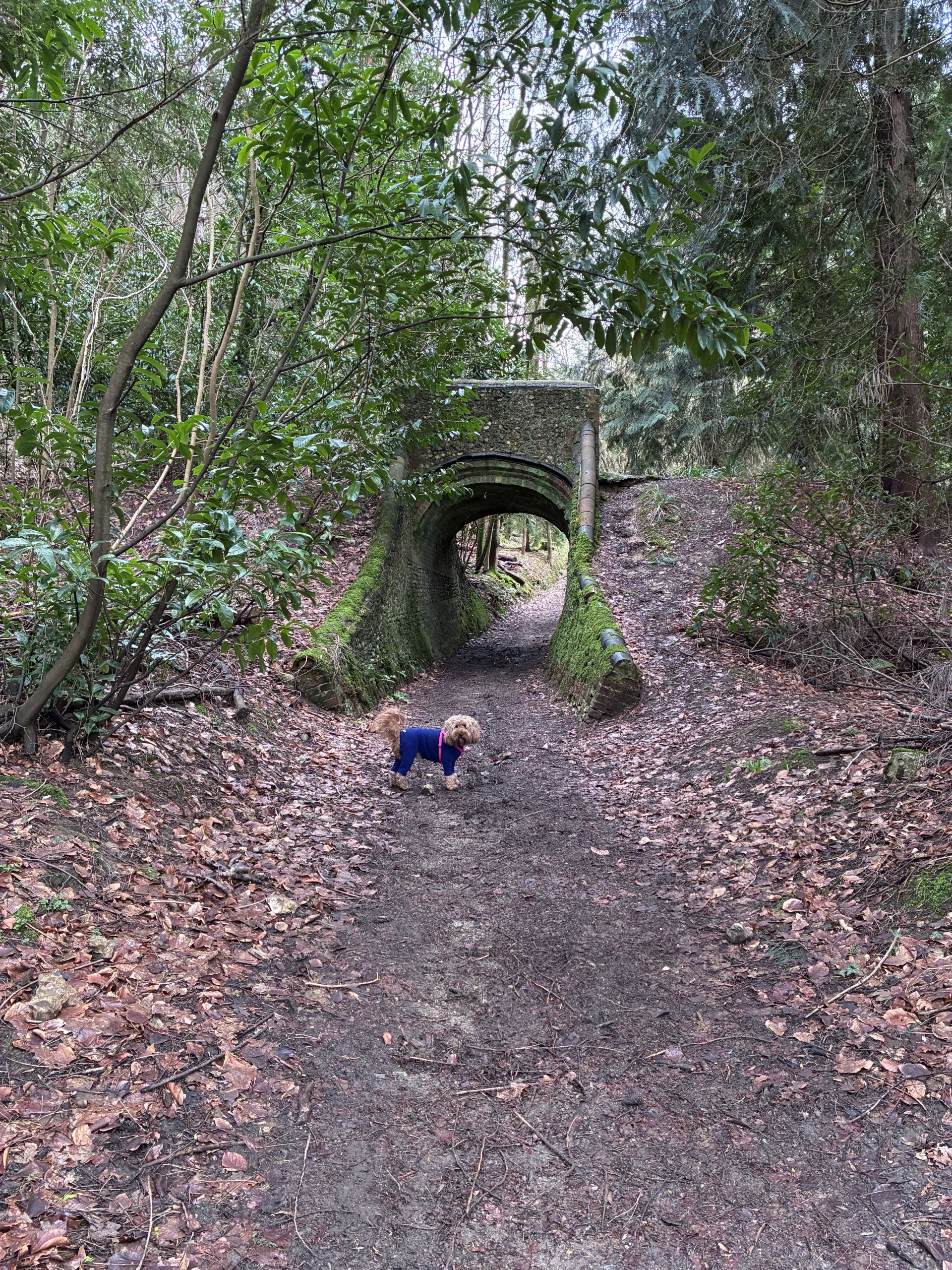 Dog approaching bridge