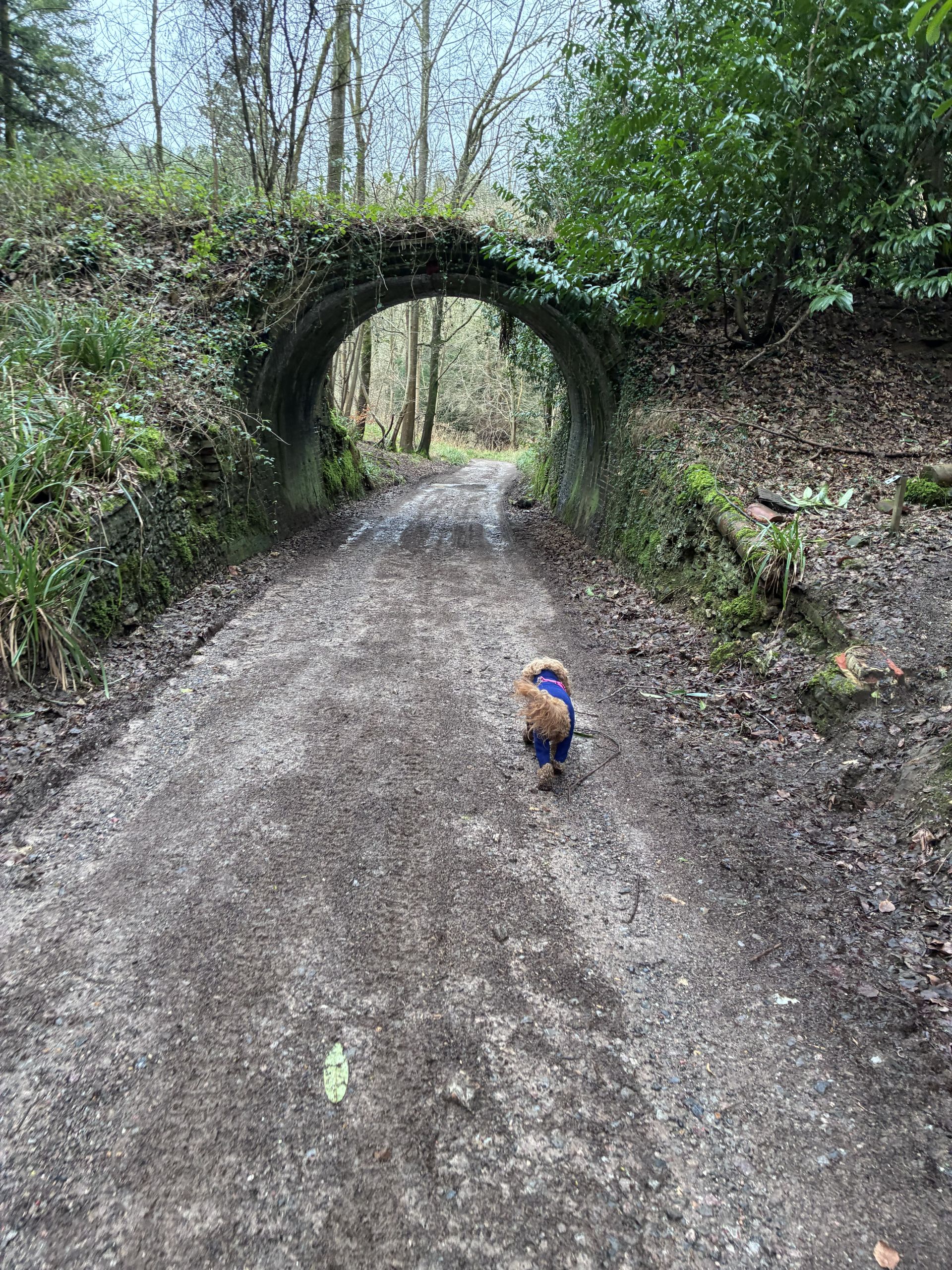 Dog approaching bridge