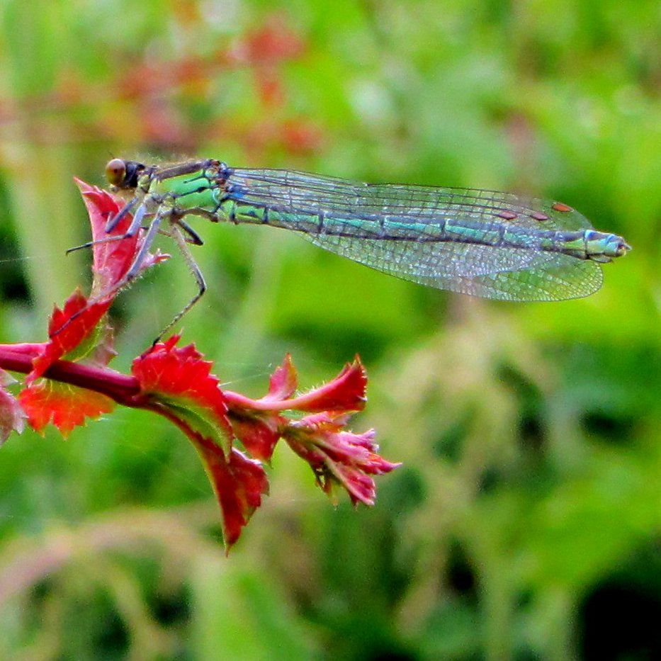 Damselfly