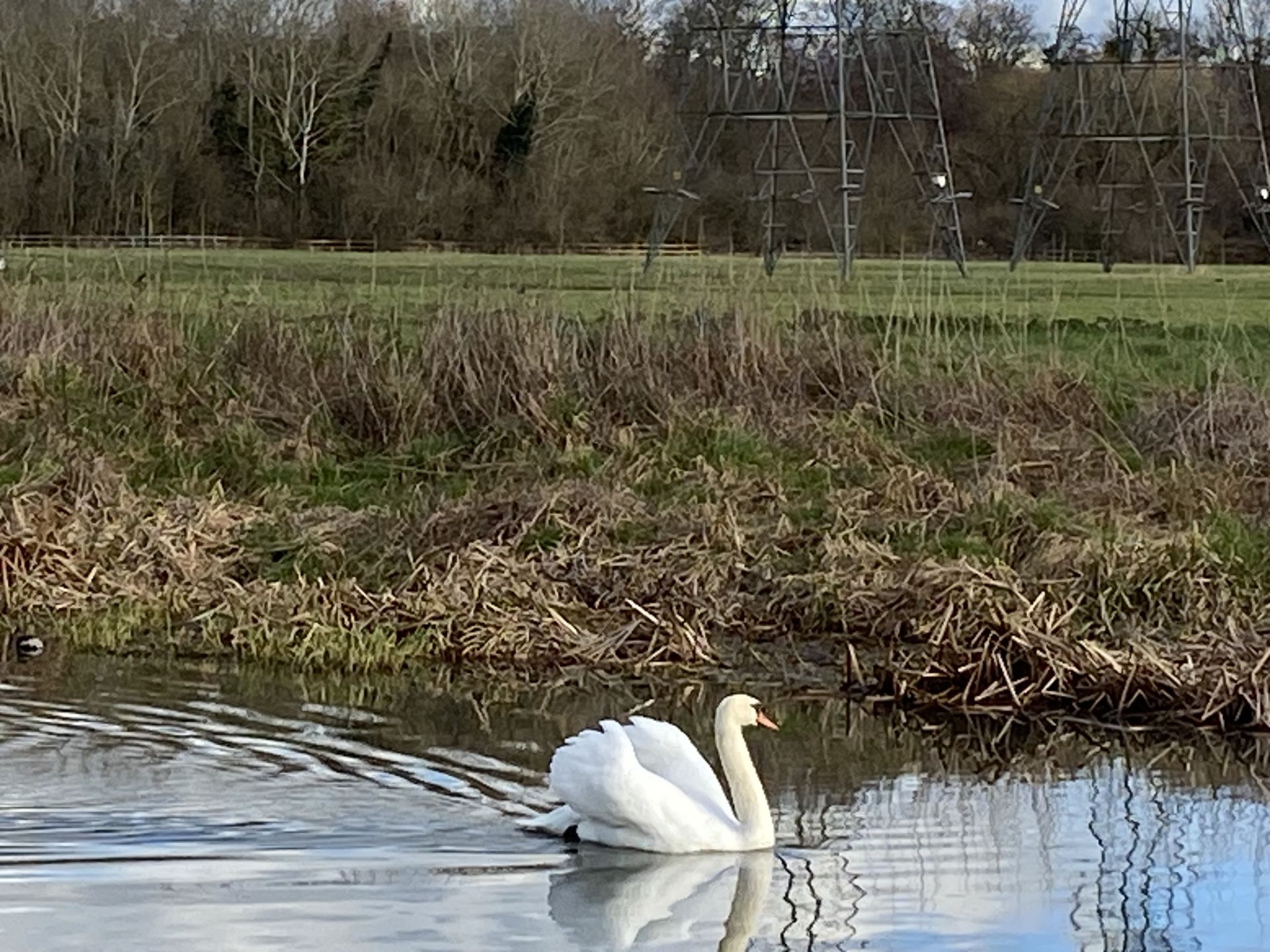 Swan on the River Lee