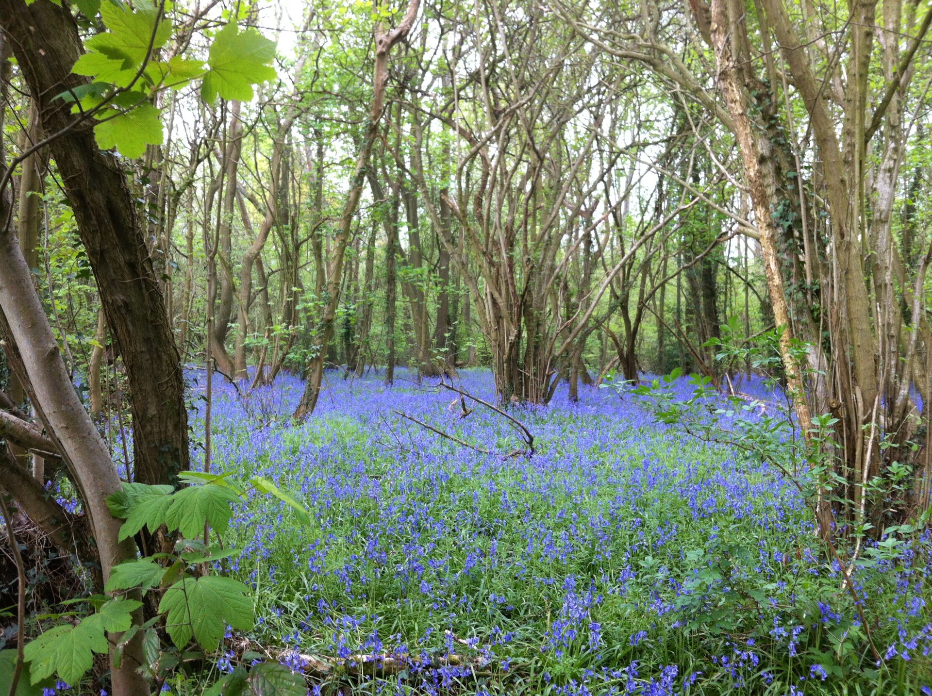Bluebells in Banstead Wood