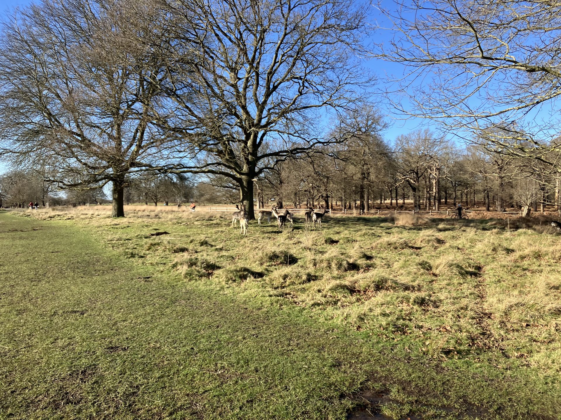Richmond Park