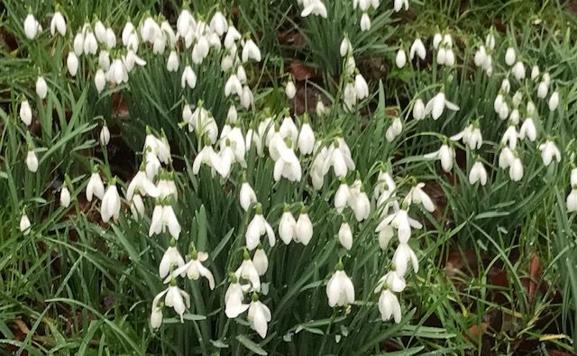 Snowdrops