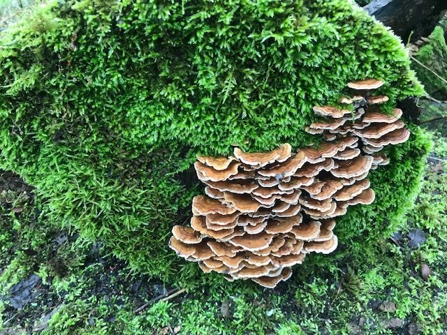 Turkey tail