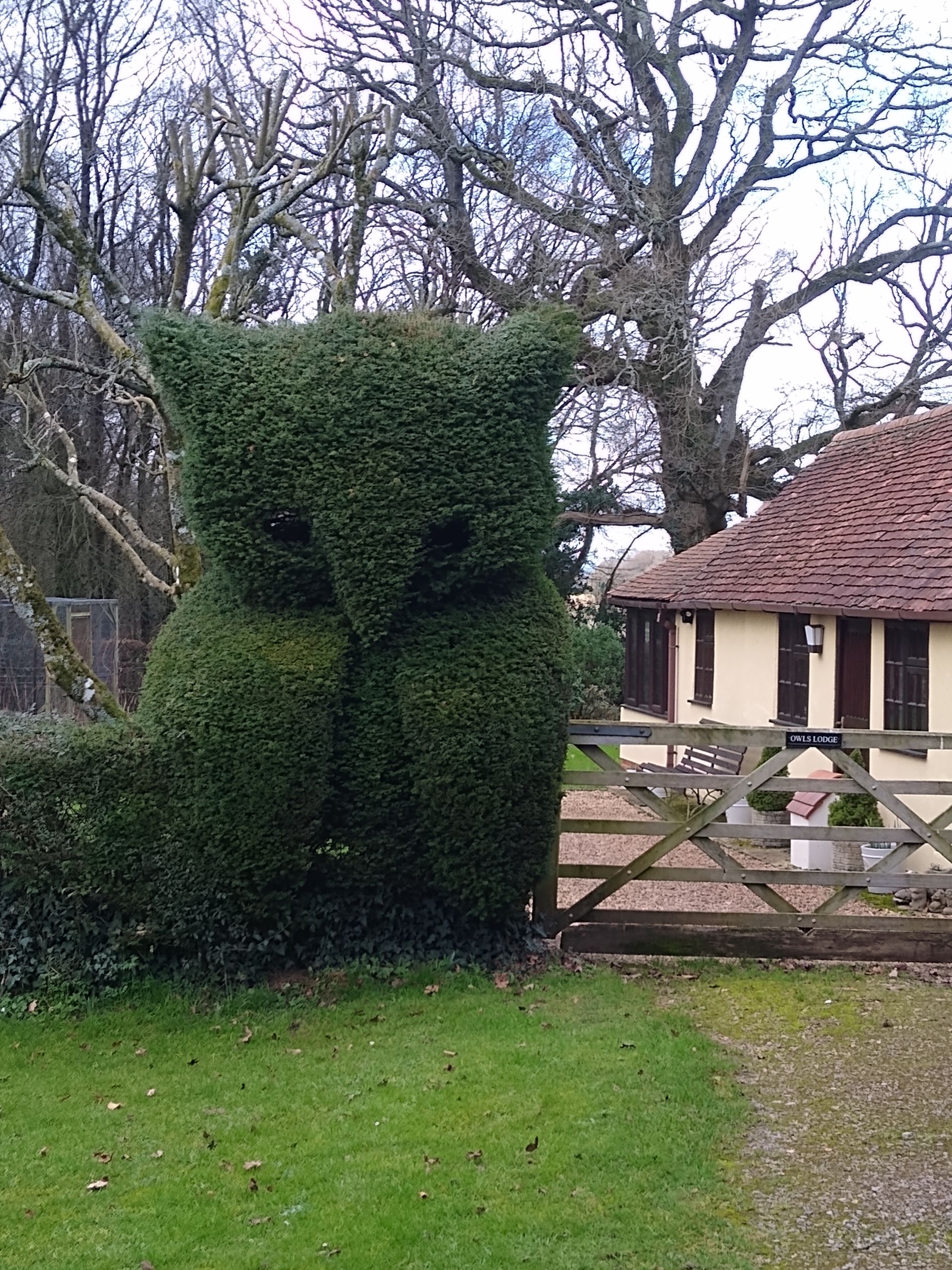Topiary owl at Owl's Lodge