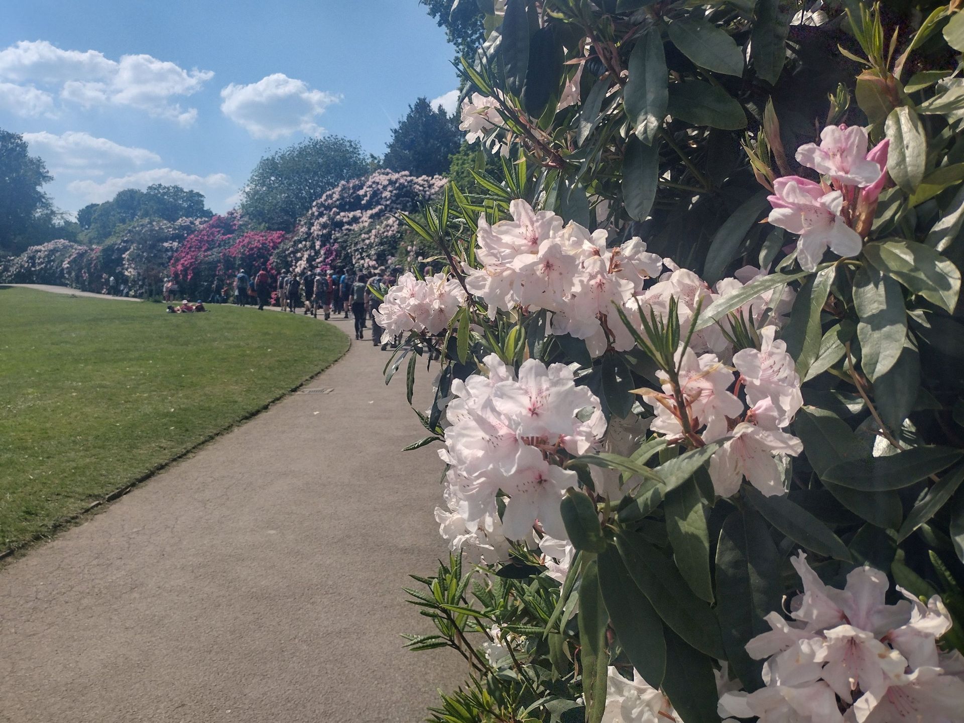 Rhododendrons in full bloom