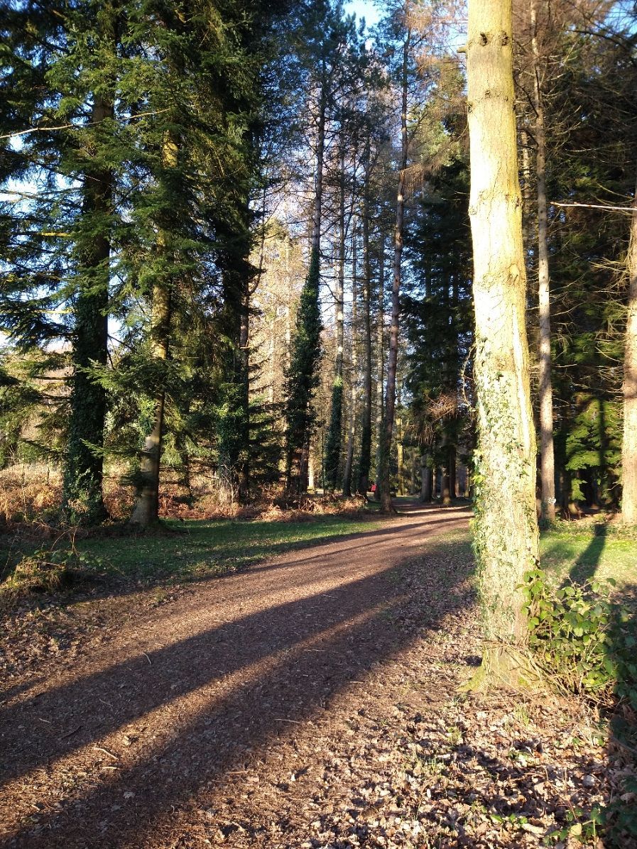 tall conifers in the arboretum