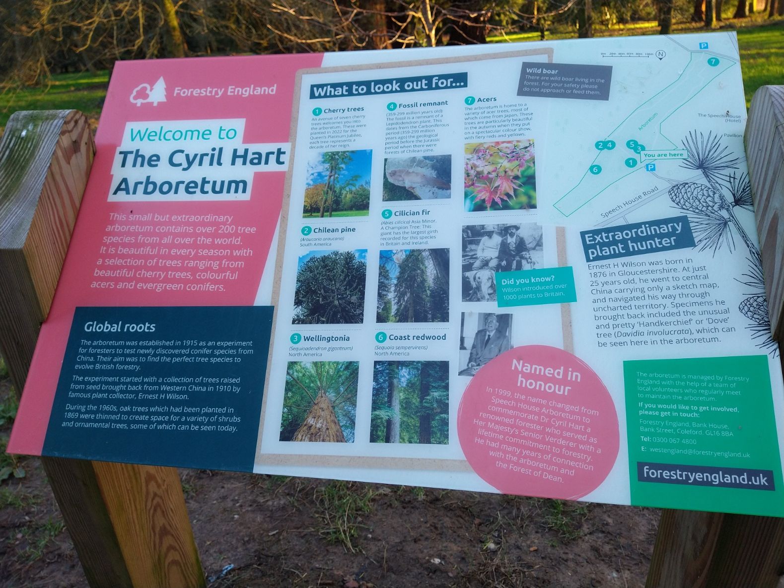 Cyril Hart arboretum information board