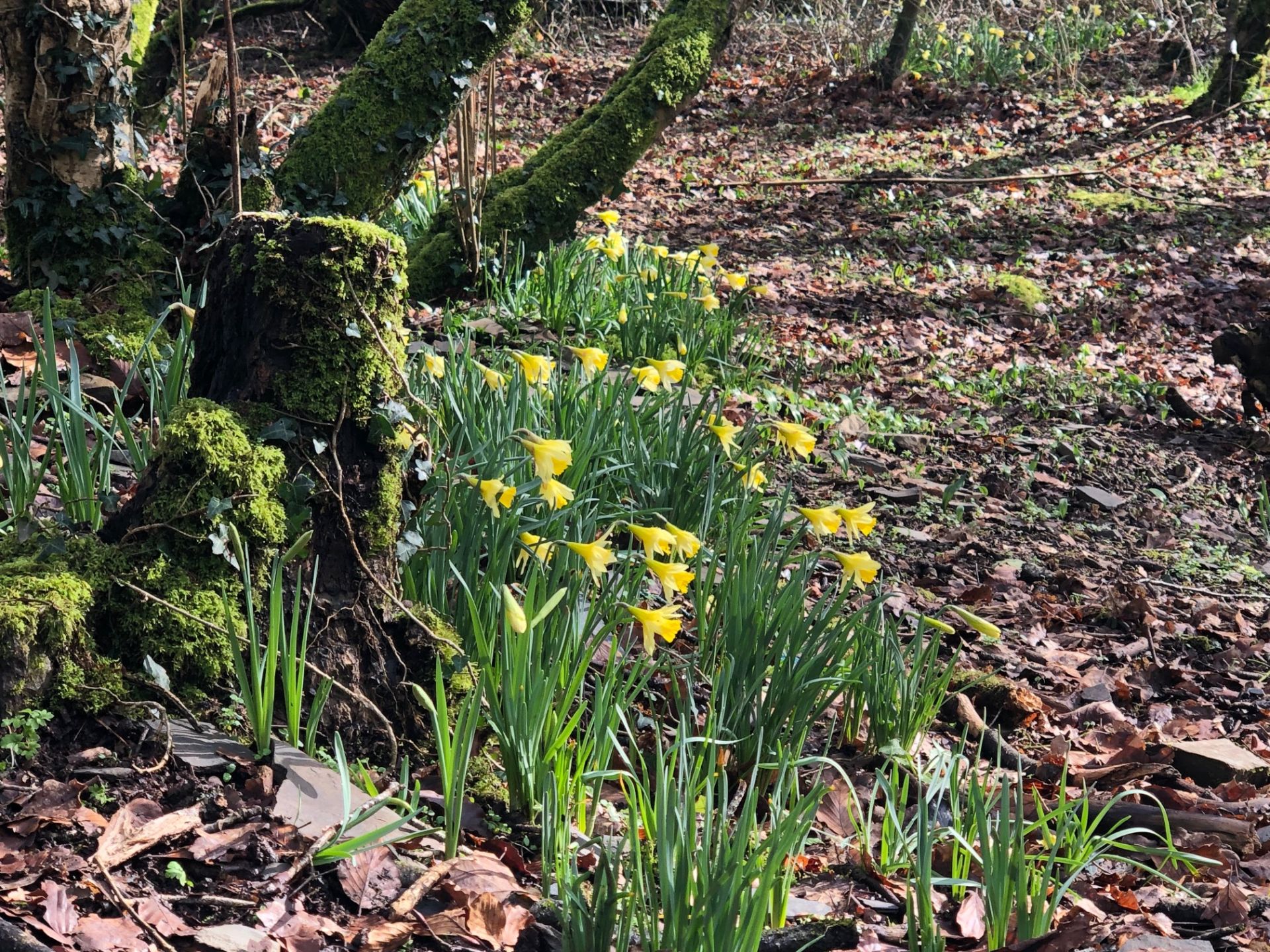 Daffodils in woods
