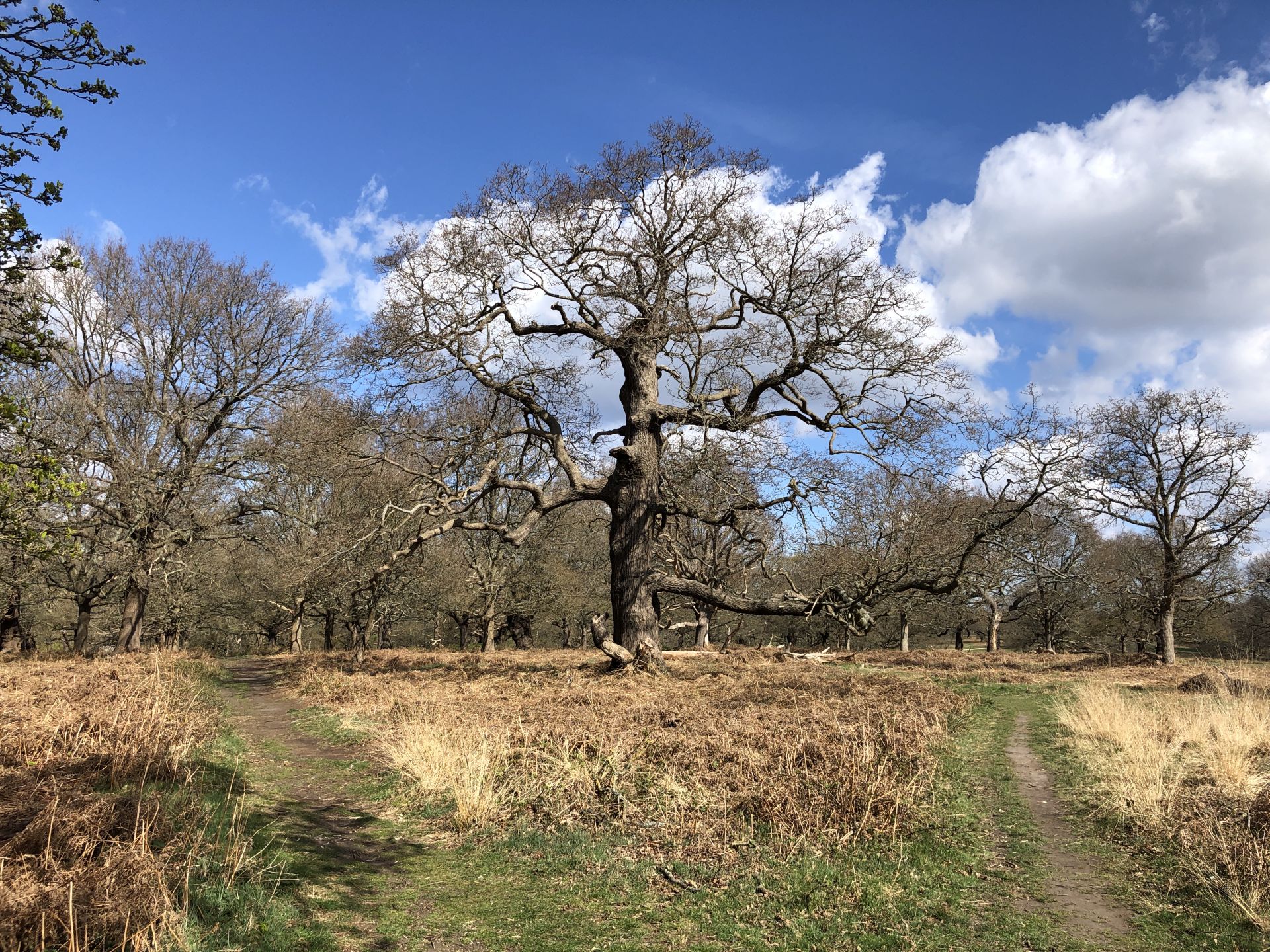 A large oak tree and two paths in Richmond Park