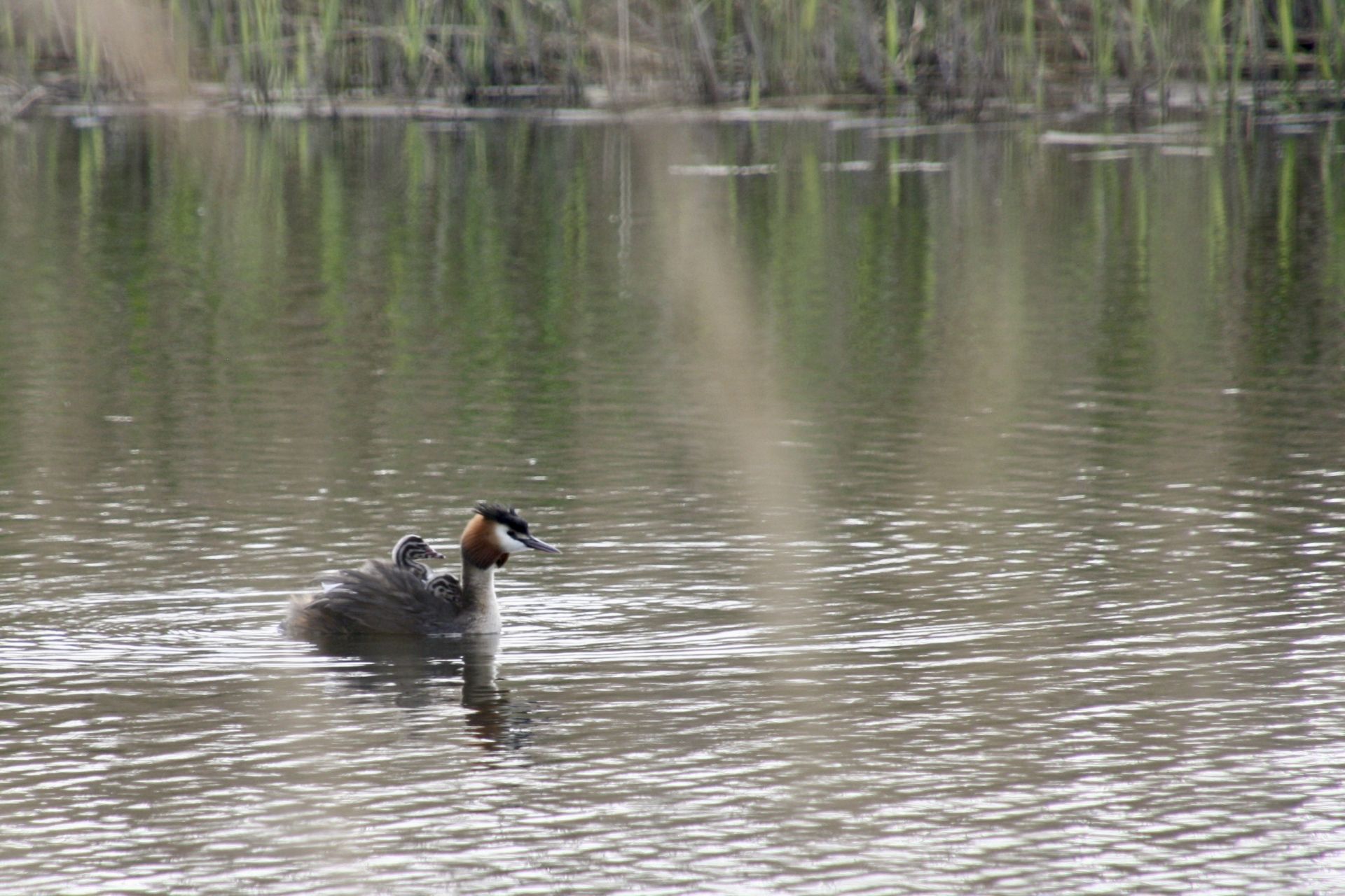 crested grebe with a chick on its back
