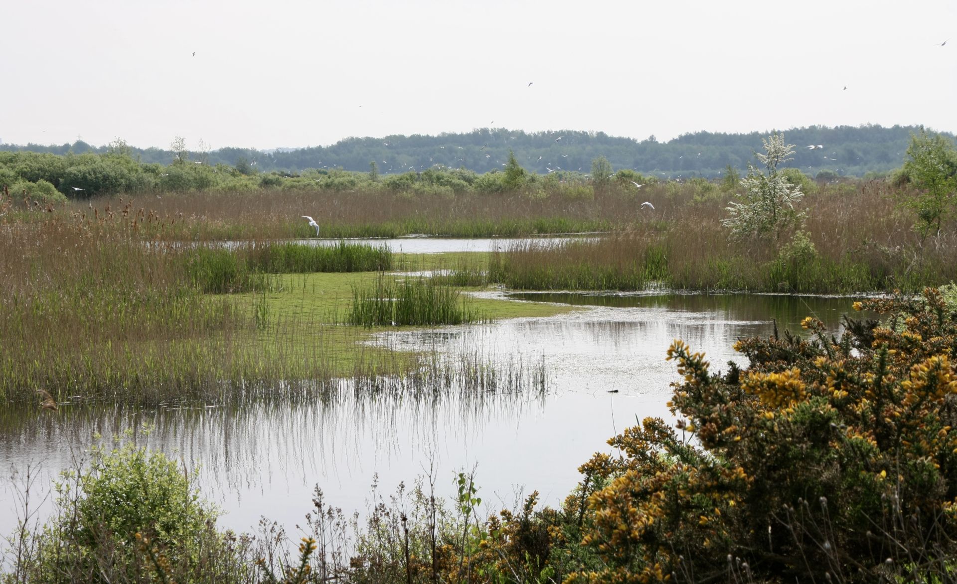 view across a reeded