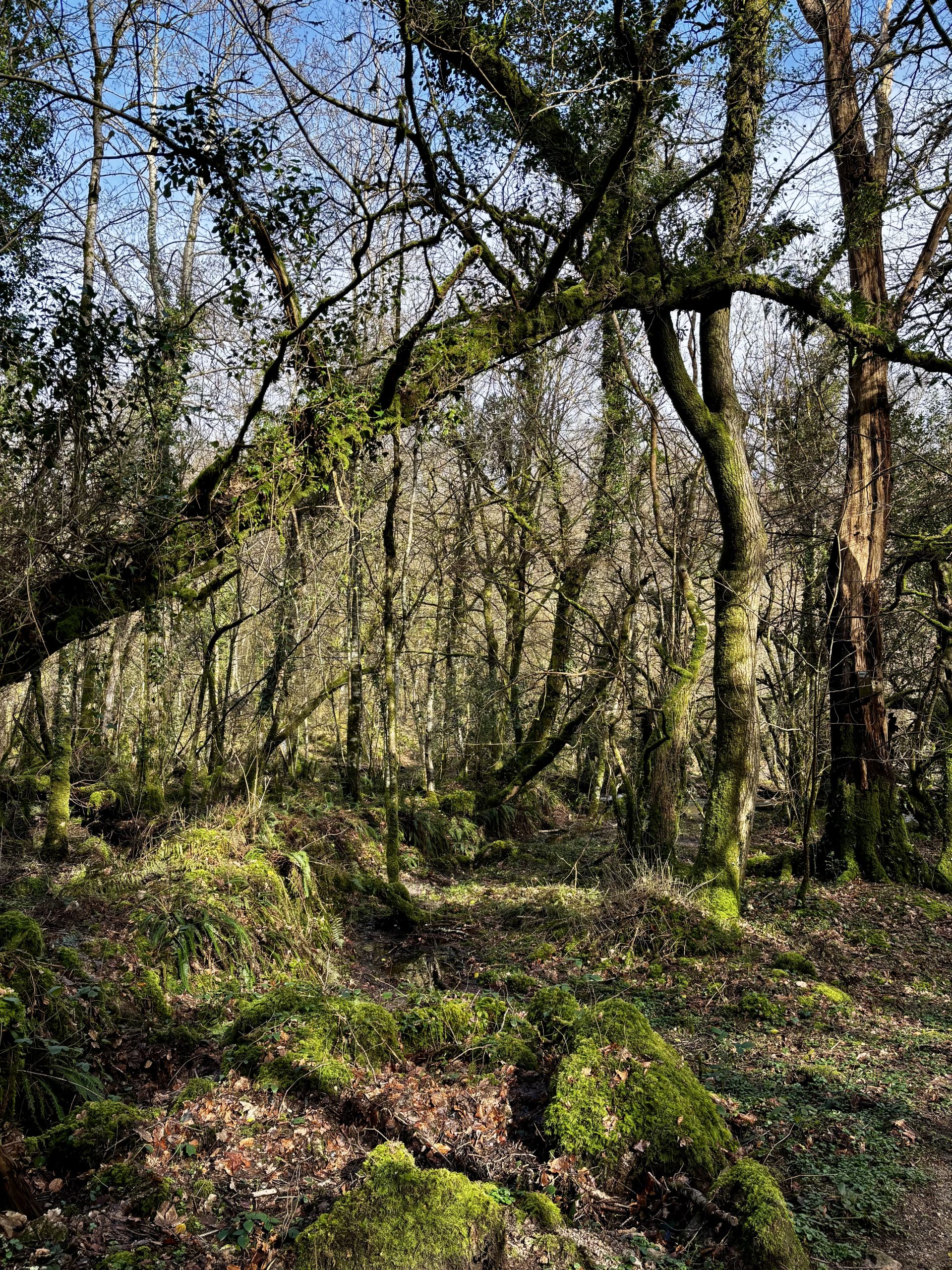 Woods next to Lustleigh Cleave