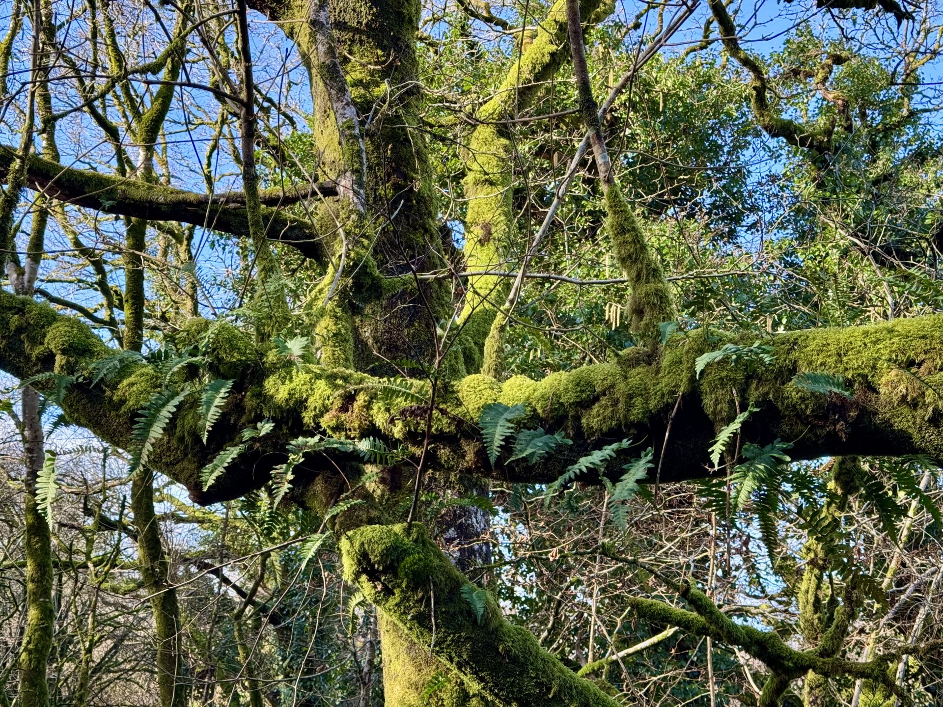 Temperate rainforests