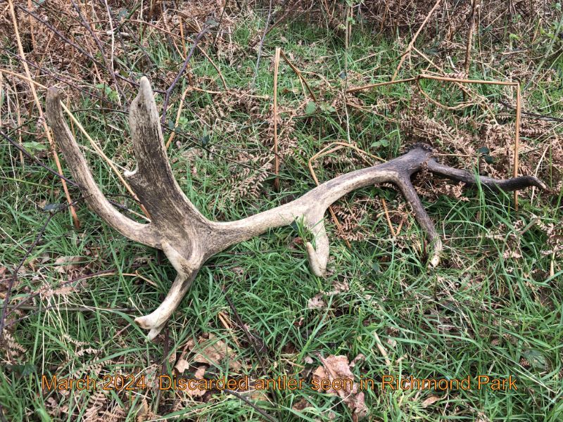 A discarded antler in Richmond Park