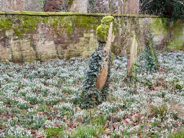 snowdrops
