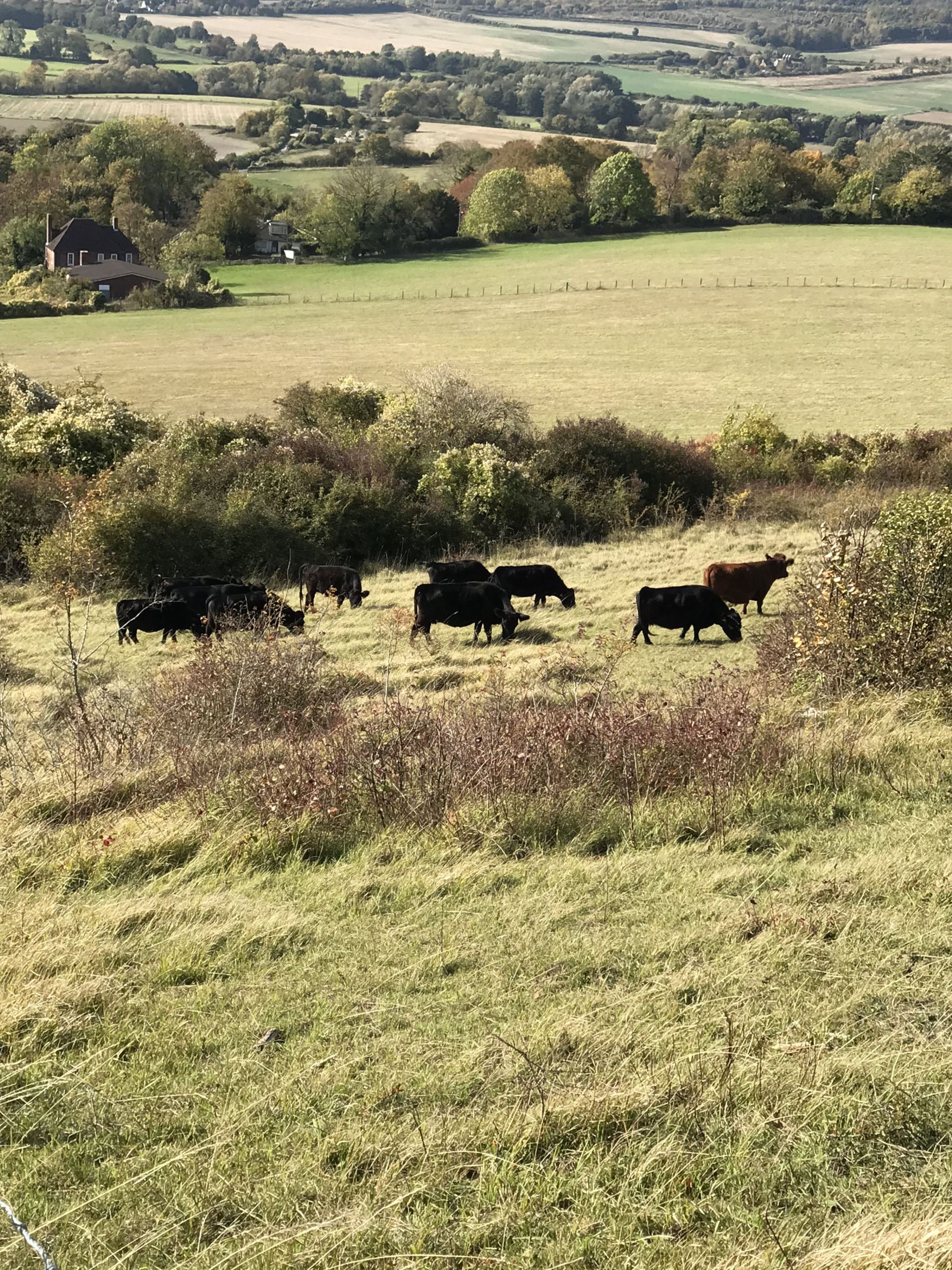 Cattle in field - Otford