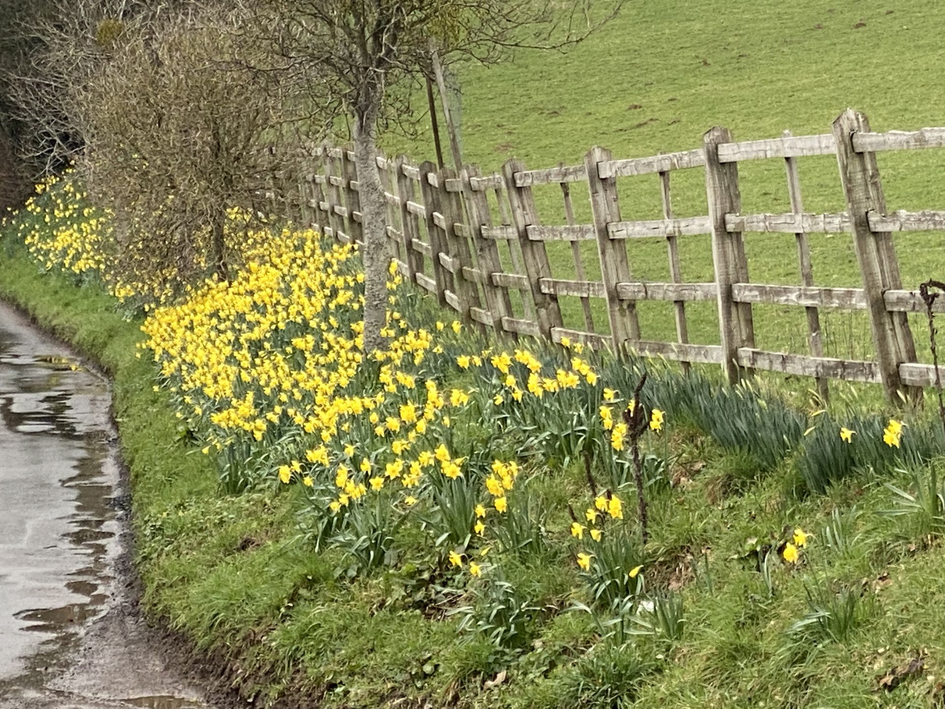 Daffodils 