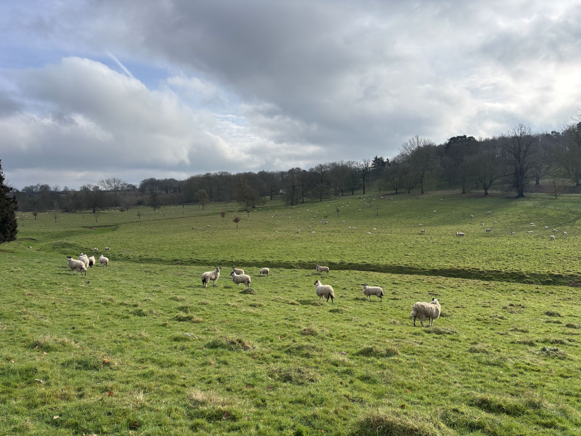 Sheep pasture in Woodhall Parlk