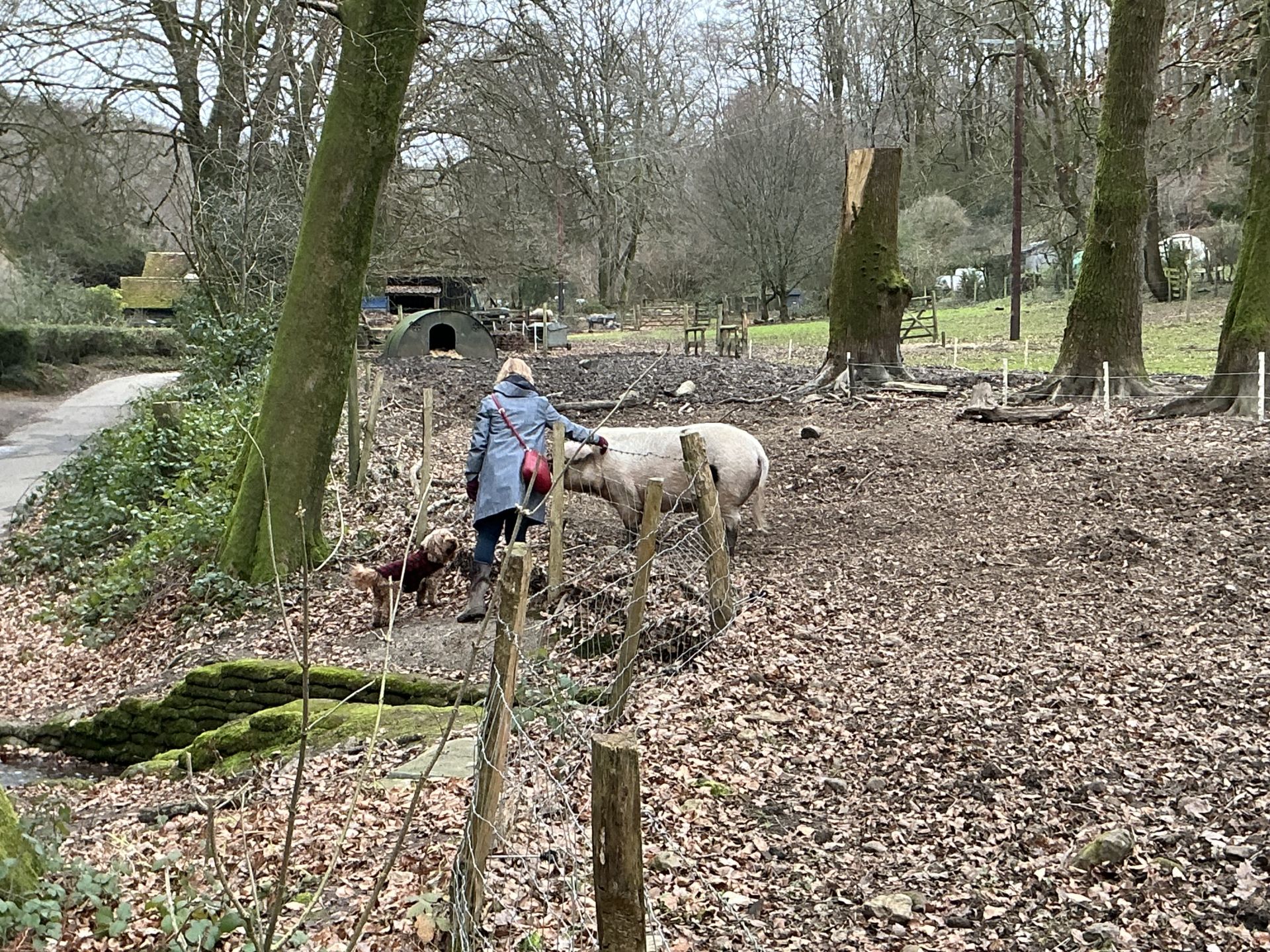 Pig with walk leader