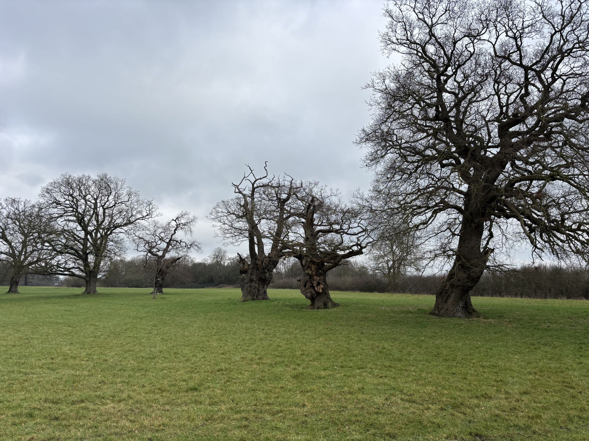 Oak trees at Sacombe Park
