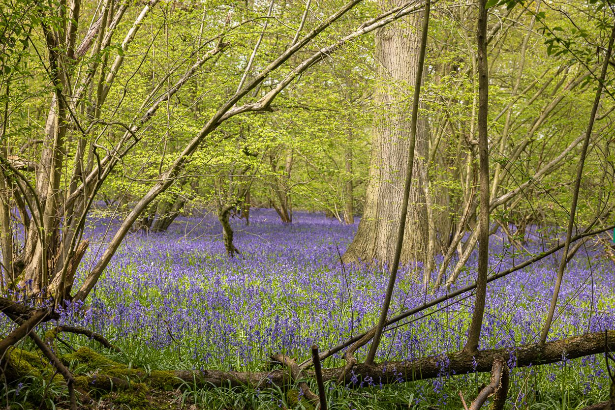 Bluebells