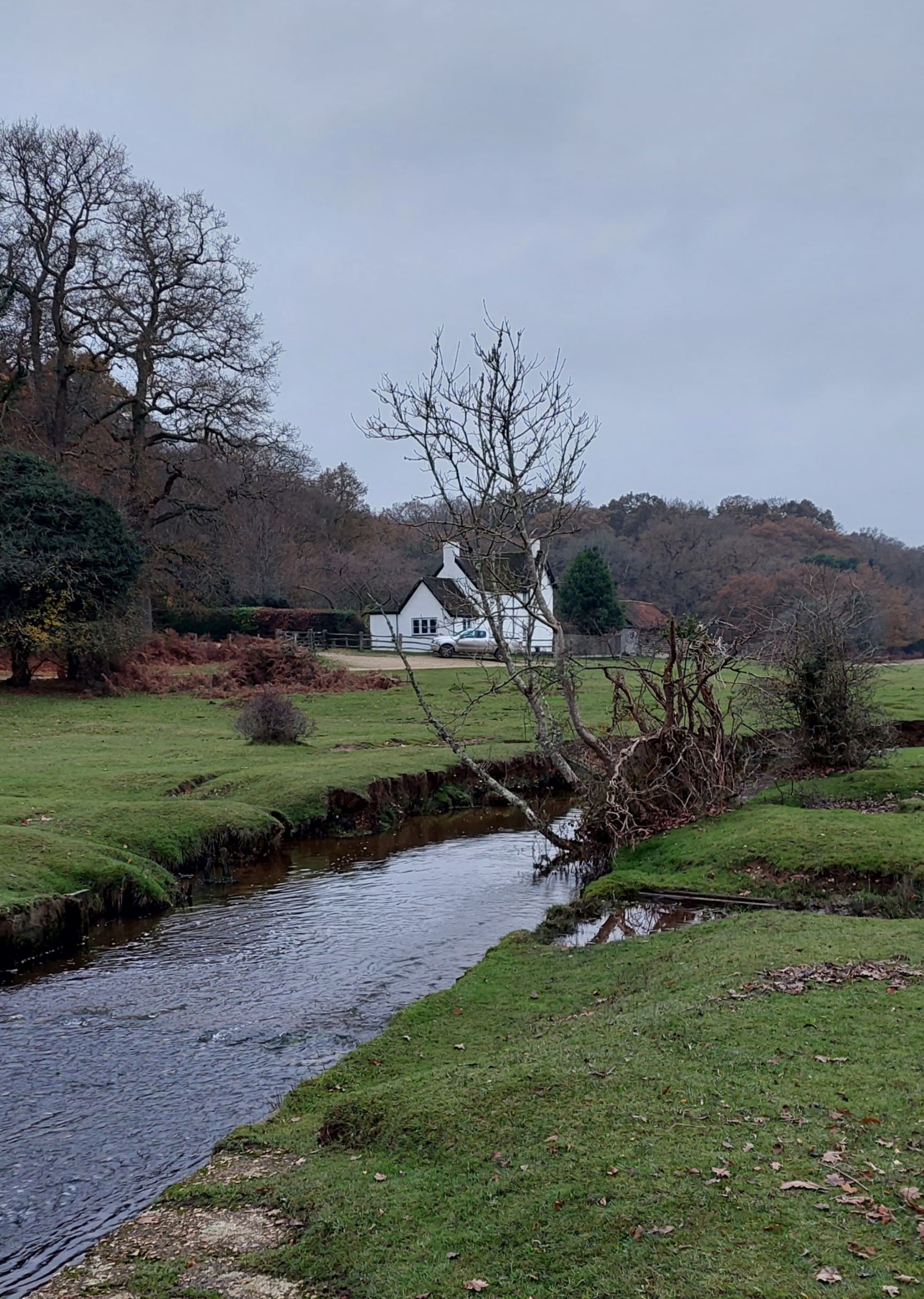 stream near Fritham in New Forest