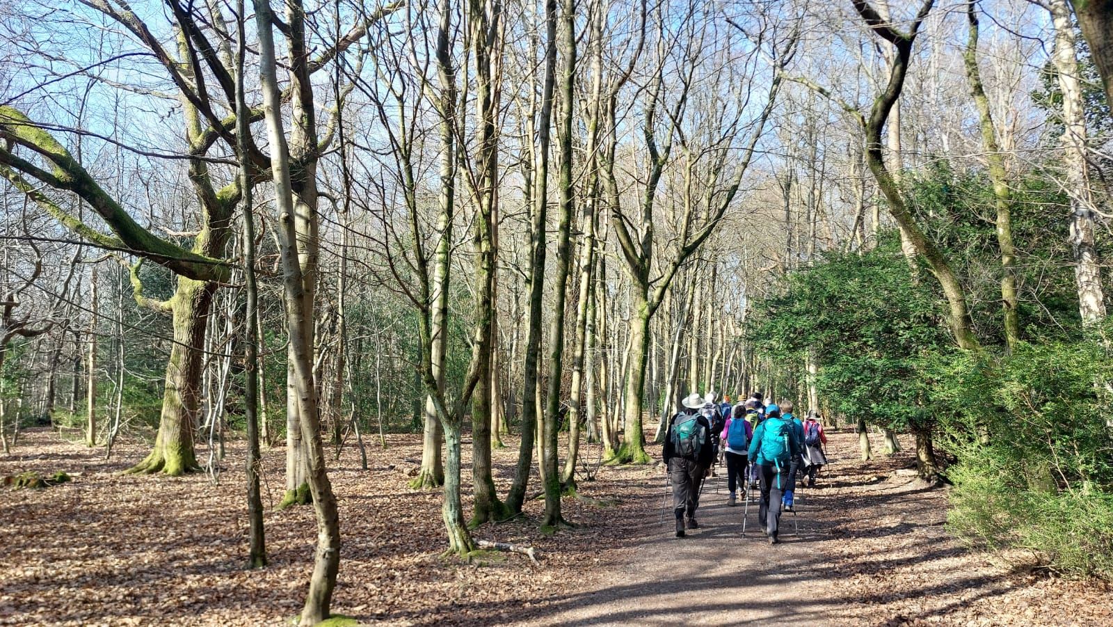 In the woodland near Box Hill