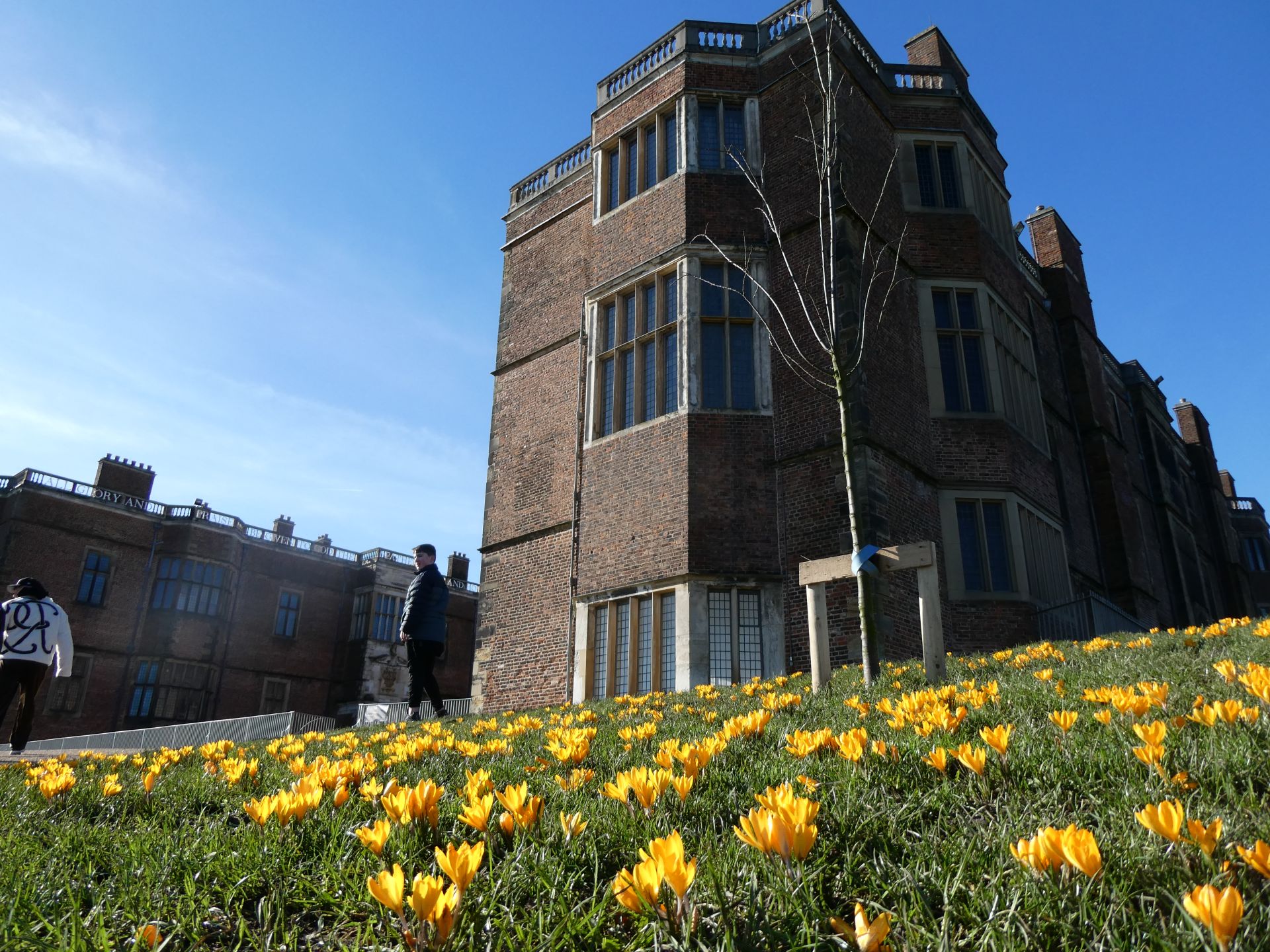 Temple Newsam house with crocuses in the foreground
