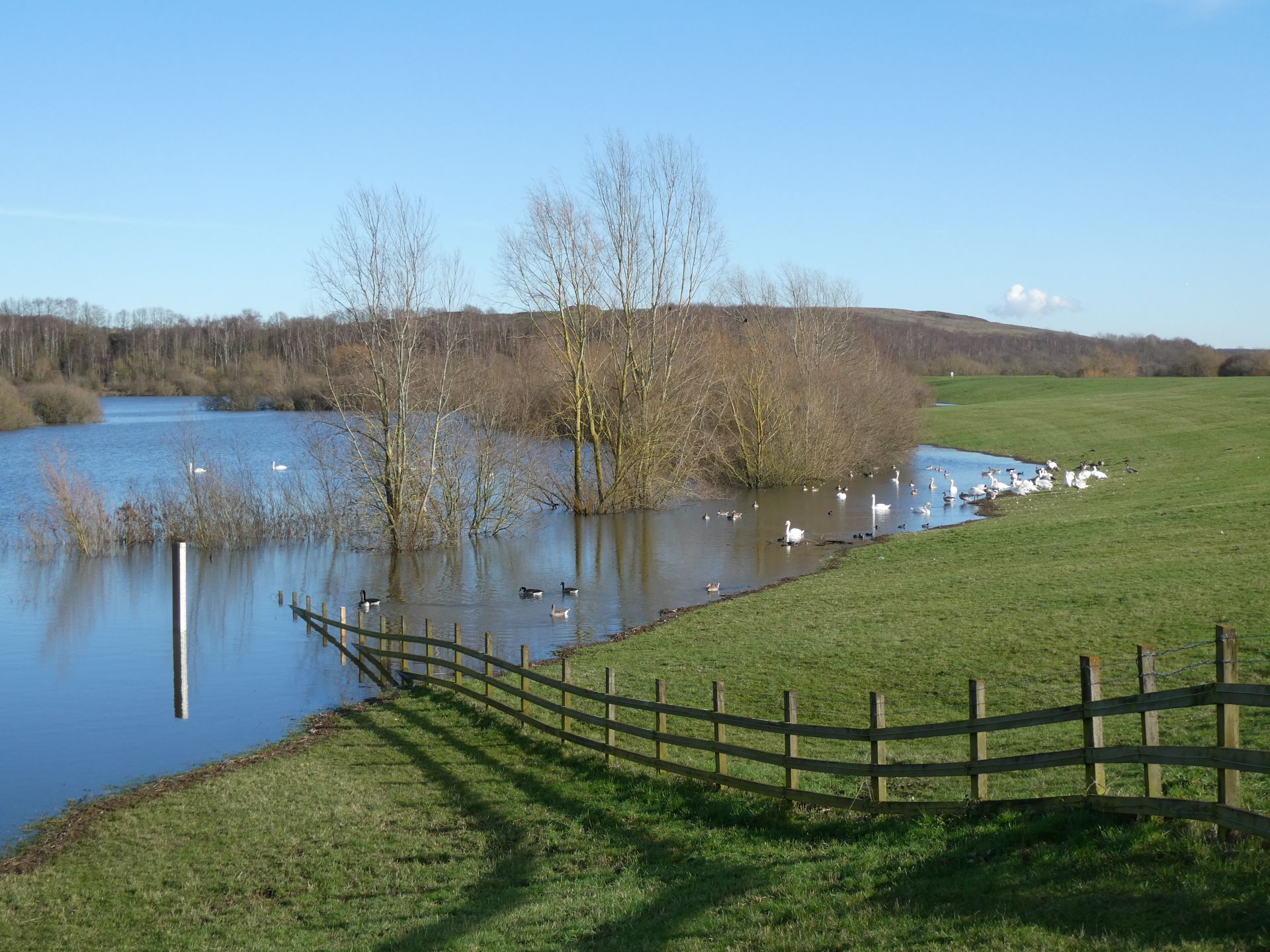 Swans and ducks on Skelton Lake