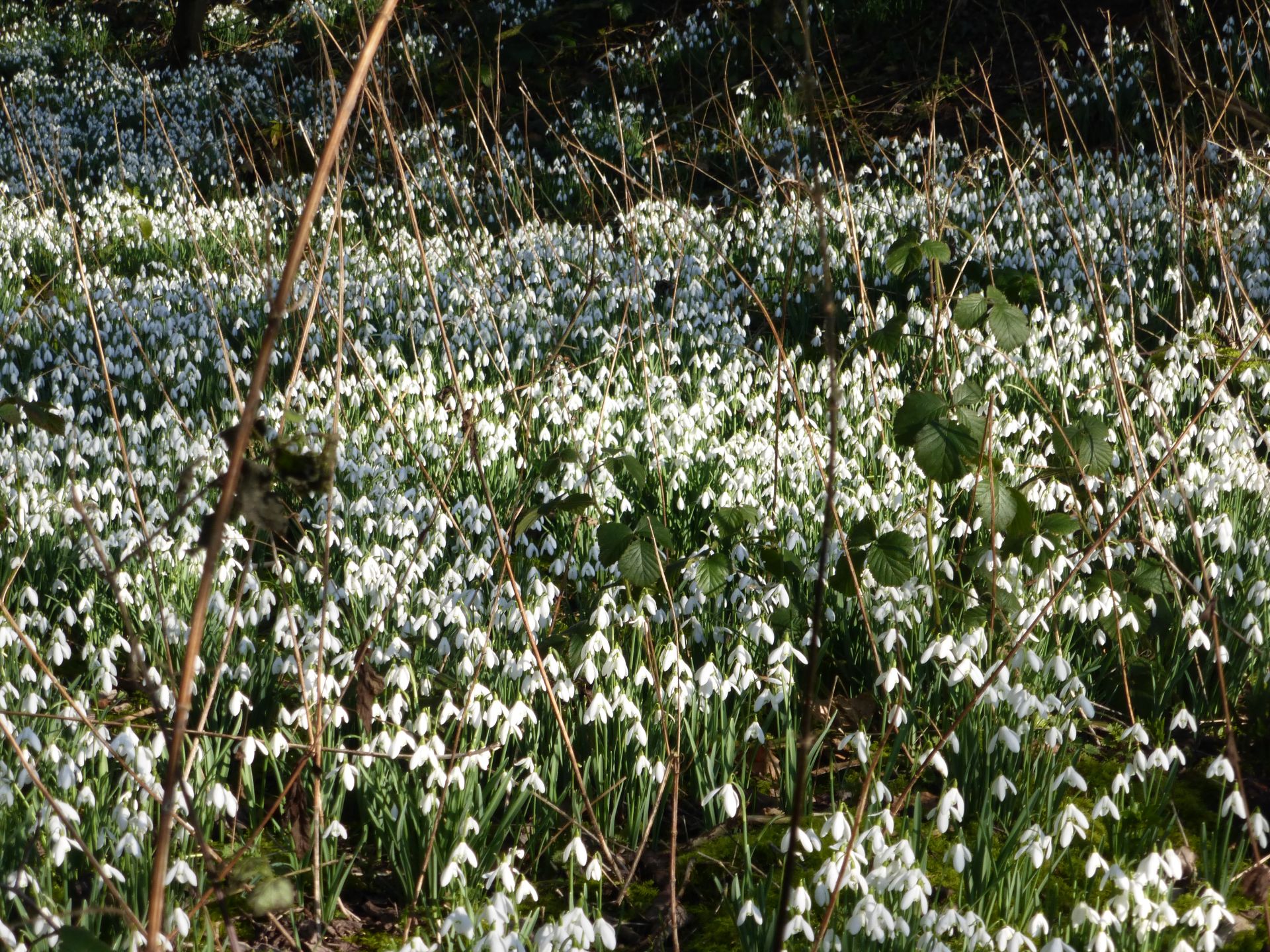The snowdrops on a sunny day and a drier Winter.