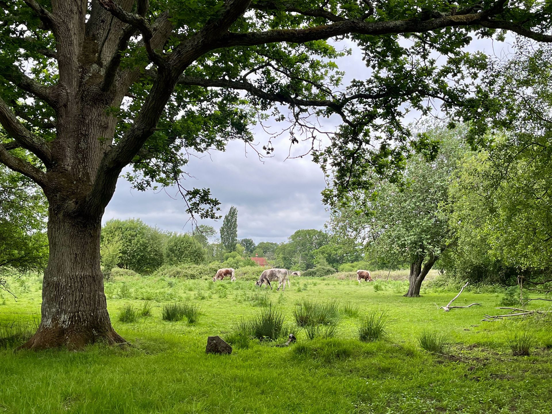 Longhorn cattle grazing among trees at Knepp