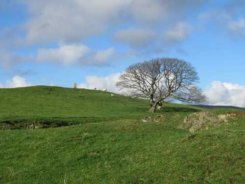 A hill with a Trig Point and a tree.