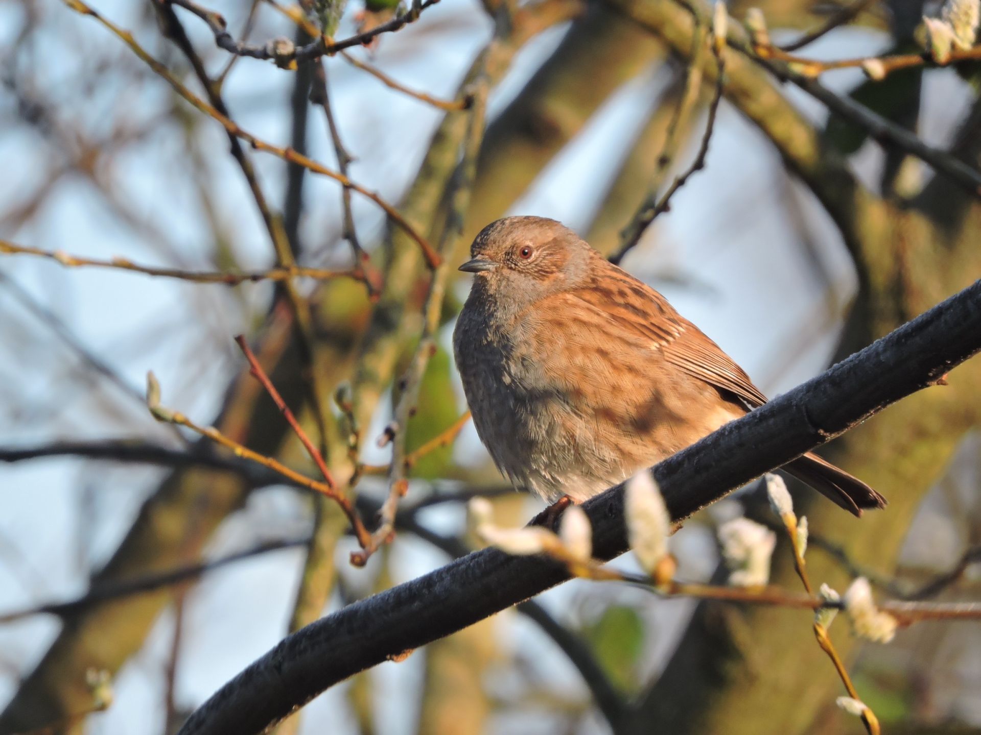 Close-up of a sparrow sitting on a tree branch, captured in natural light
