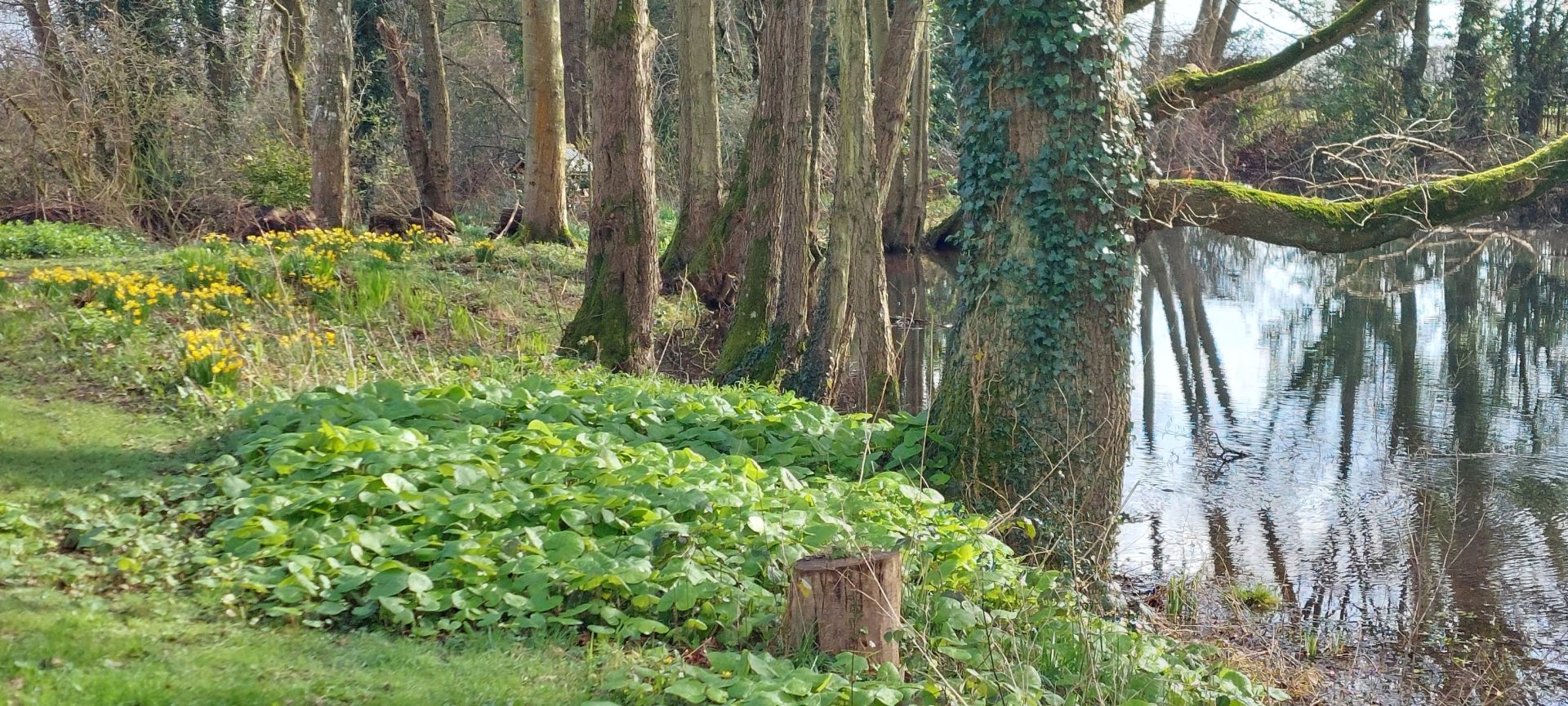 daffodills by stream