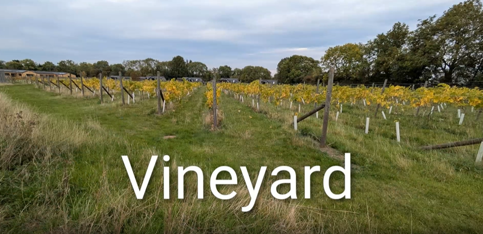 Vineyard