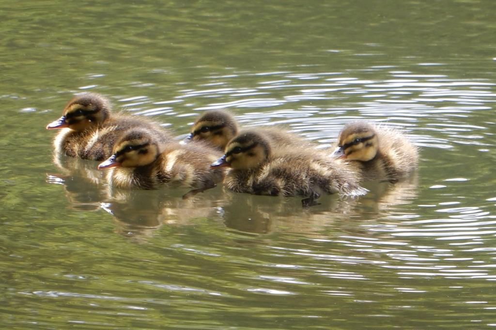 Ducklings on a pond