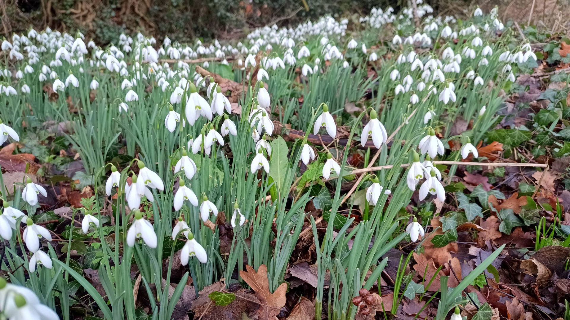Snowdrops
