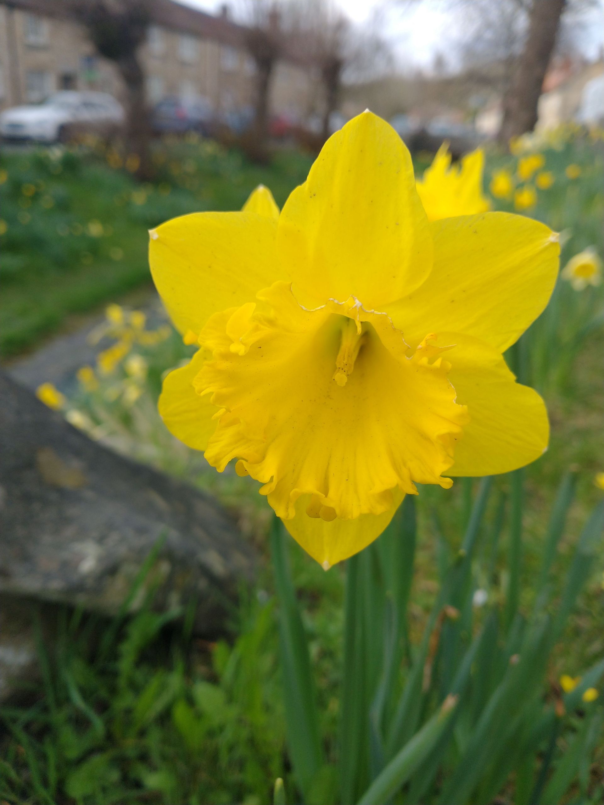 Daffodils 