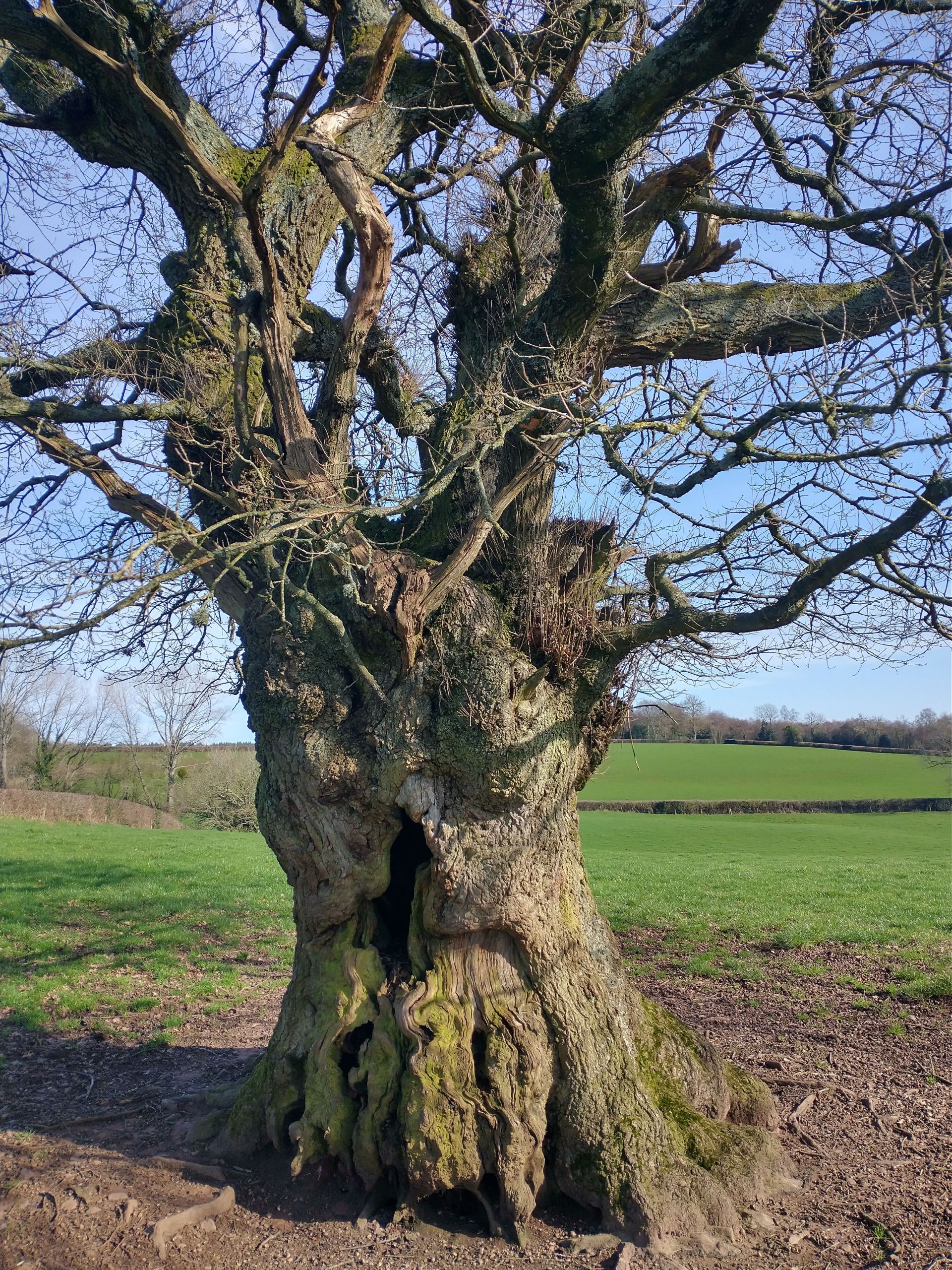 Old Oak
